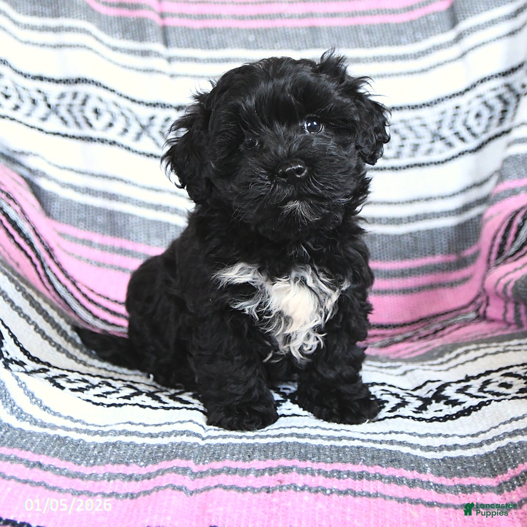 Mixed Breed dogs for sale: Isabel  - Ad 2