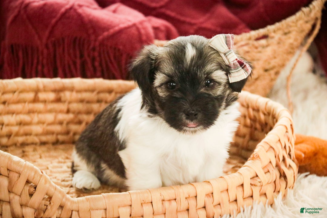 Havanese dogs for sale: Sugar - Ad 8