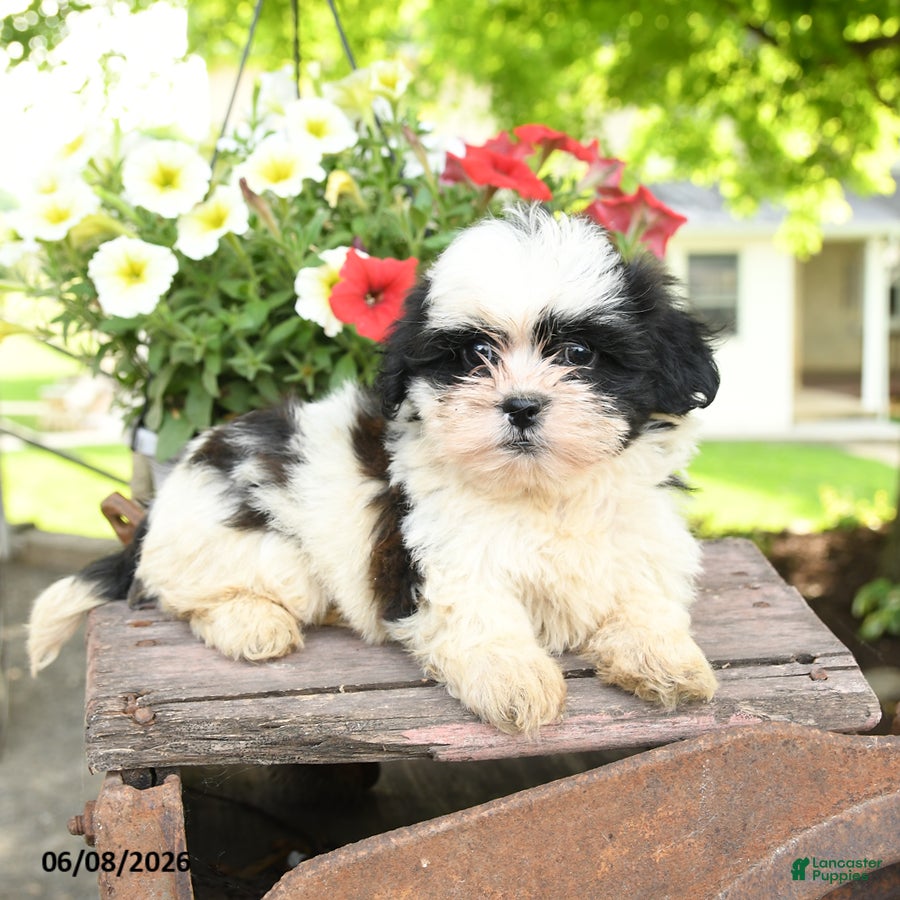 Teddy Bear dogs Everett - Ad 2