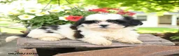 Teddy Bear dogs for sale: Everett - Ad 2