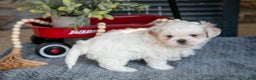 Shih Tzu dogs for sale: Haley - Ad 2