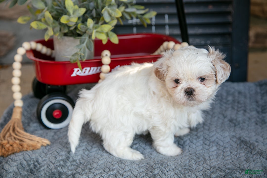 Shih Tzu dogs for sale: Haley - Ad 2