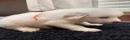 Great Pyrenees dogs for sale: Yellow Girl - Ad 5