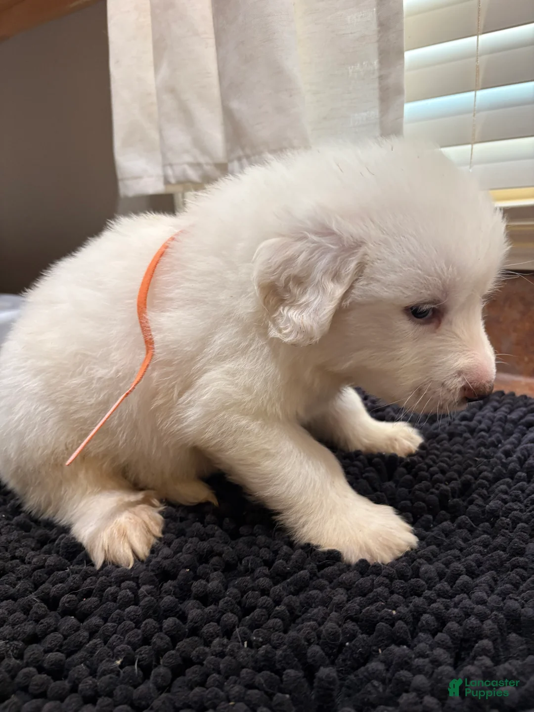 Great Pyrenees dogs for sale: Yellow Girl - Ad 5