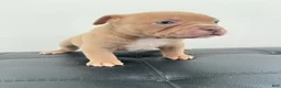 American Bully dogs for sale: American Bully 1 - Ad 2