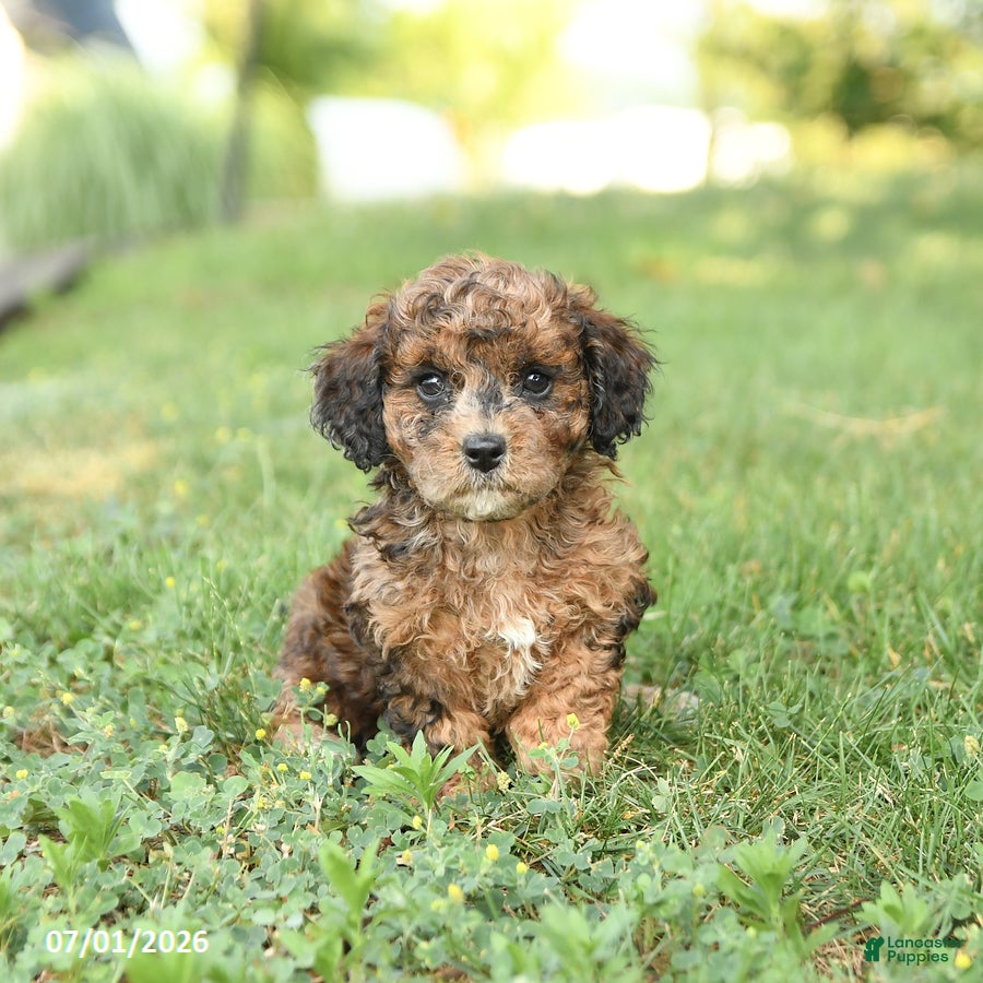 Miniature Poodle dogs Cinnamon - Ad 2