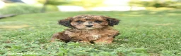 Miniature Poodle dogs for sale: Cinnamon - Ad 2