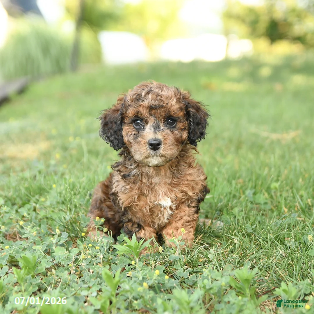 Miniature Poodle dogs for sale: Cinnamon - Ad 2