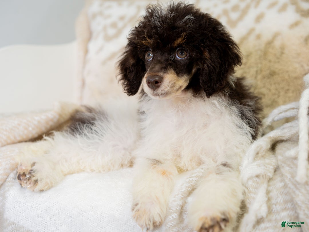 Miniature Poodle dogs for sale: Betty - Ad 6