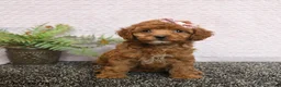 Cockapoo dogs for sale: Rosie - Ad 3