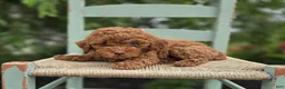 Miniature Poodle dogs for sale: Bliss - Ad 4