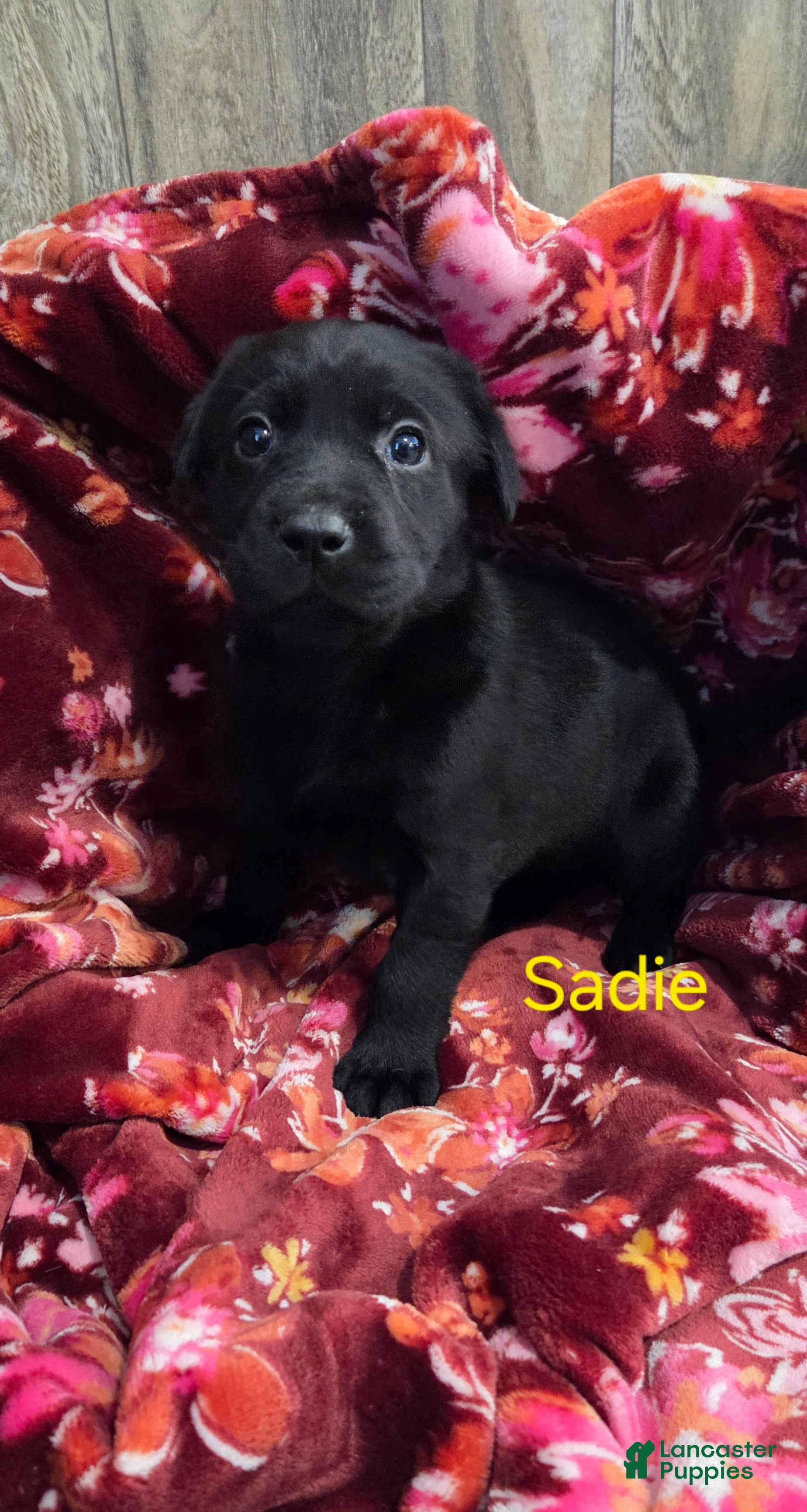 Labrador Retriever dogs for sale: Sadie - Ad 2