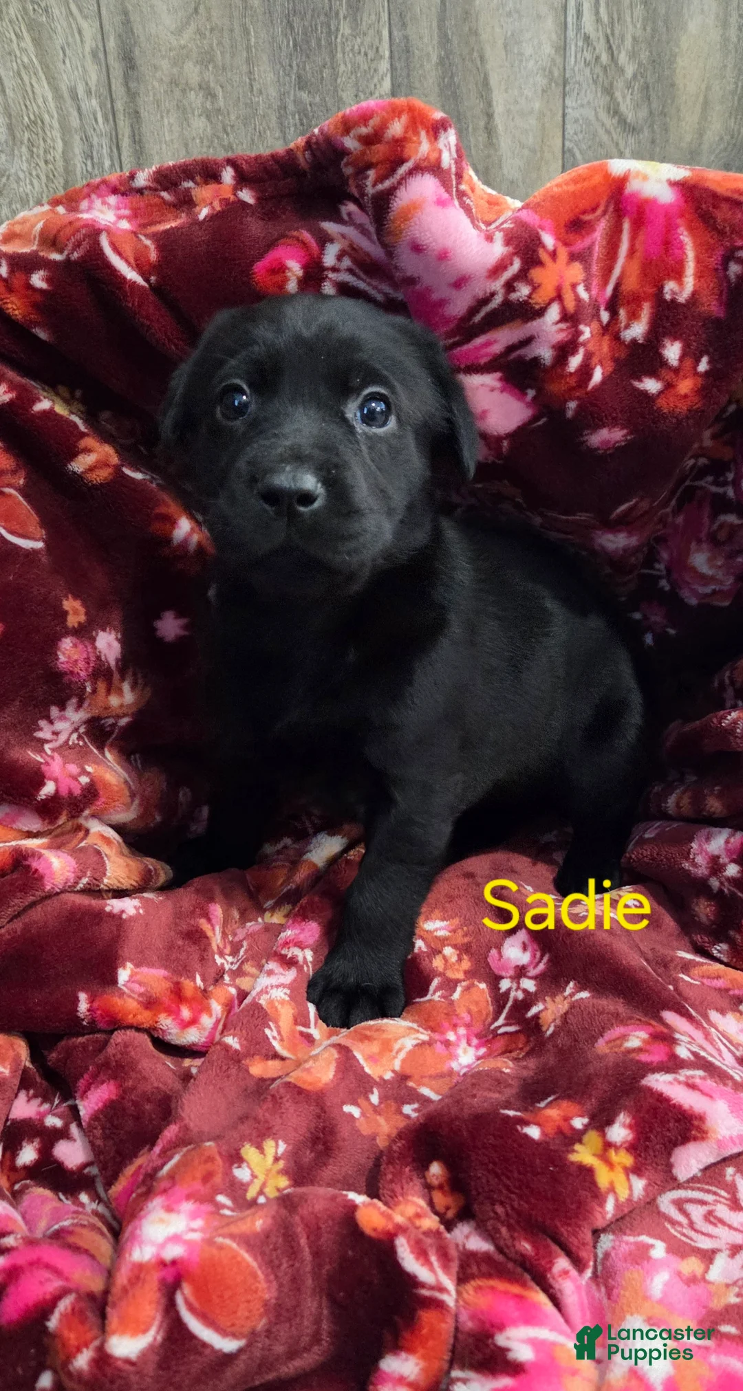Labrador Retriever dogs for sale: Sadie - Ad 1