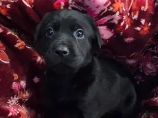 Labrador Retriever dogs Sadie - Ad 24