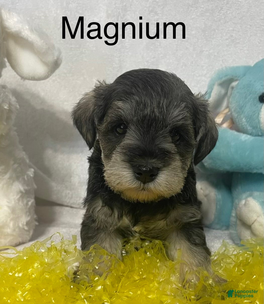 Miniature Schnauzer dogs Miniature Schnauzer Puppy 2 Magnum - Ad 1