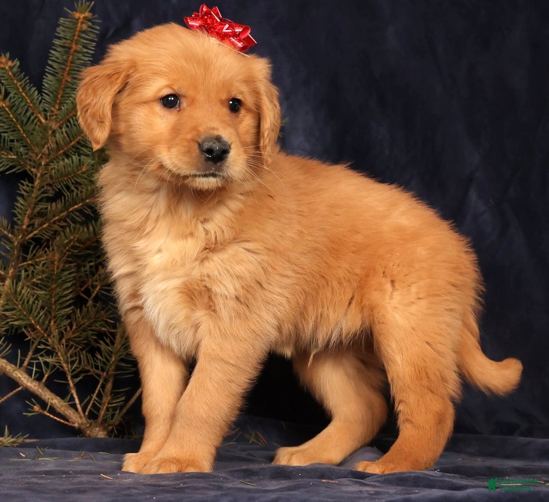 Golden Retriever dogs for sale: Dash - Ad 4