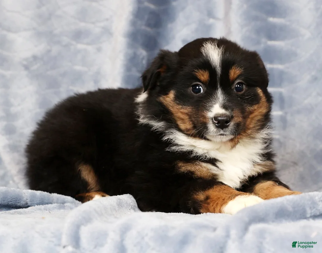 Miniature Australian Shepherd dogs for sale: Elmo - Ad 4