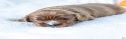 Cavalier King Charles Spaniel dogs for sale: Nutmeg - Ad 6