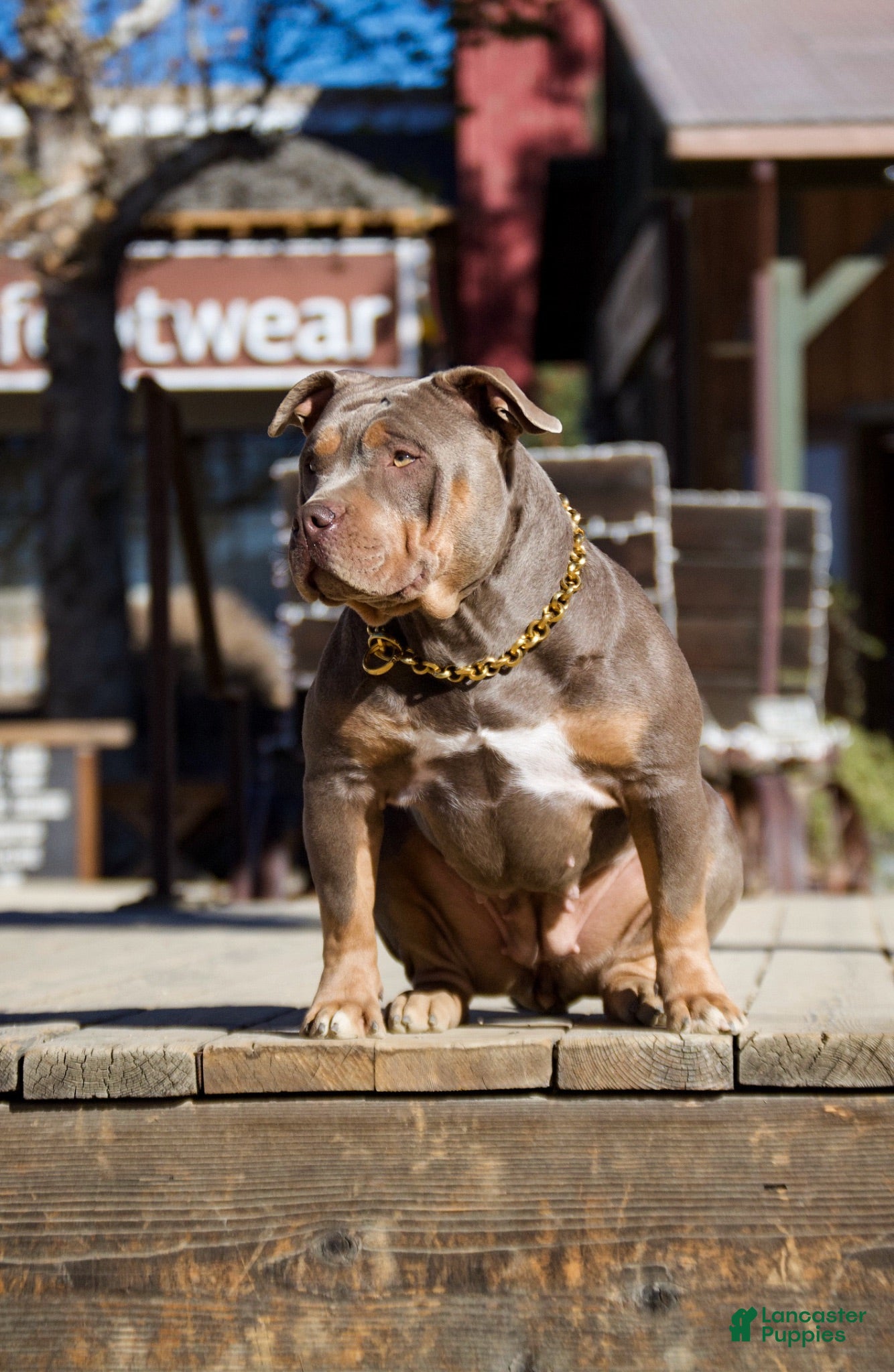 American Bully dogs Blueberry - Ad 2