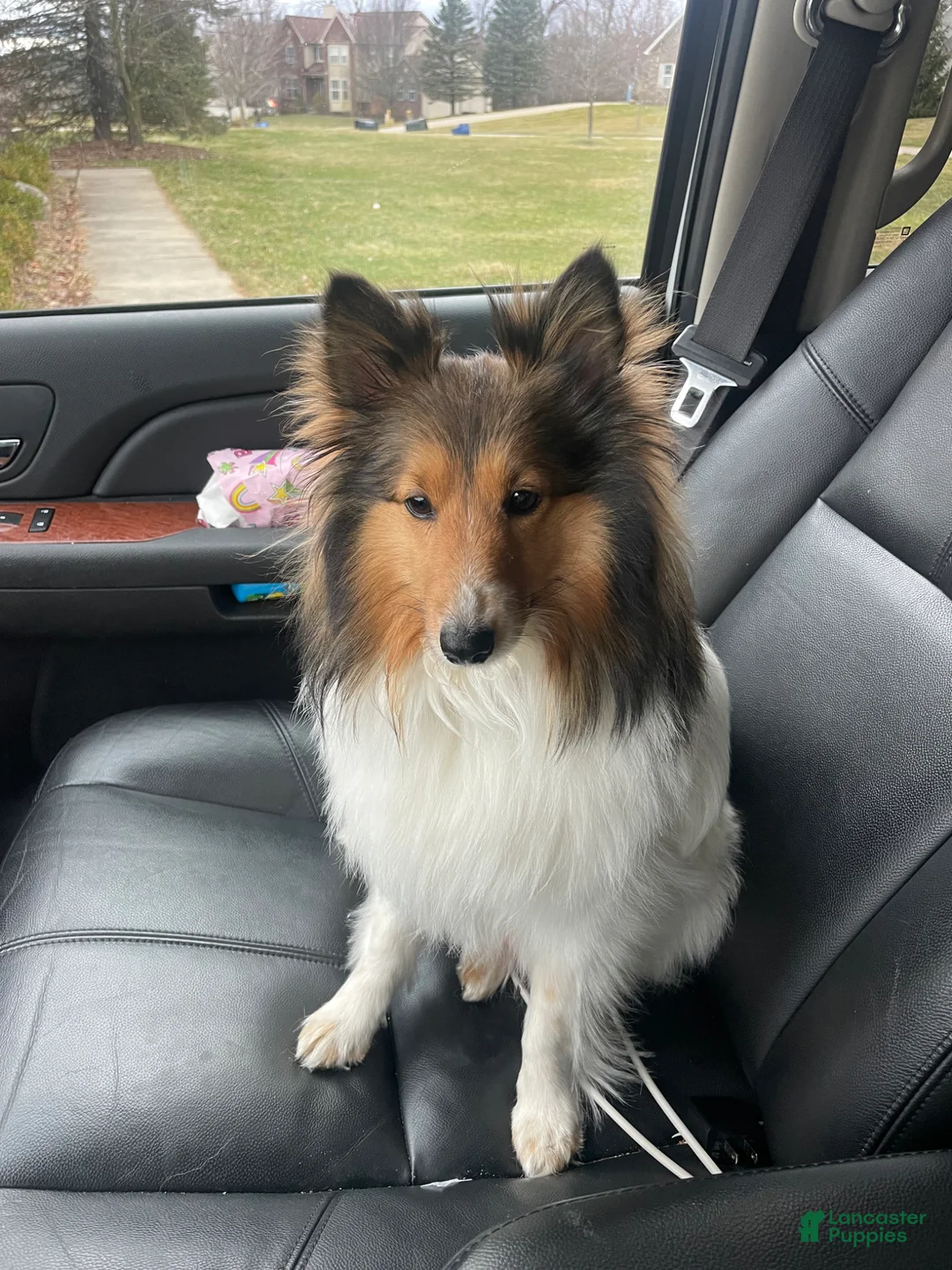 Shetland Sheepdog dogs for sale: Shetland Sheepdog Puppy 3 - Ad 2