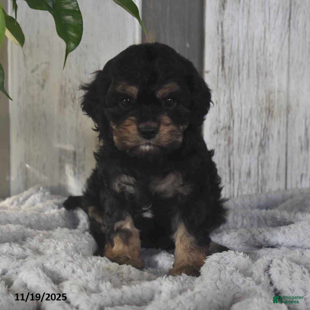 Cavapoo dogs for sale: Jacky - Ad 5