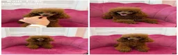 Toy Poodle dogs for sale: Elodie Red Teacup - Ad 8