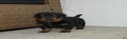 Rottweiler dogs for sale: Lily  - Ad 4