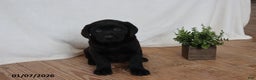 Labrador Retriever dogs for sale: Pudgy - Ad 5