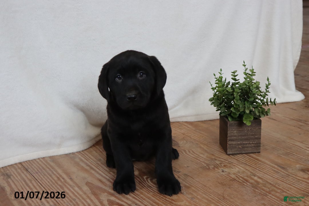 Labrador Retriever dogs for sale: Pudgy - Ad 5