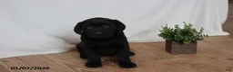 Labrador Retriever dogs for sale: Pudgy - Ad 10