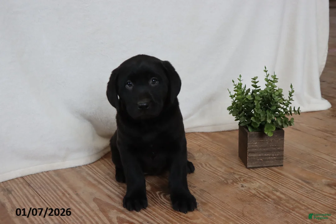 Labrador Retriever dogs for sale: Pudgy - Ad 10