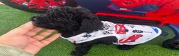 Toy Poodle dogs for sale: Toy Poodle 3 - Ad 2
