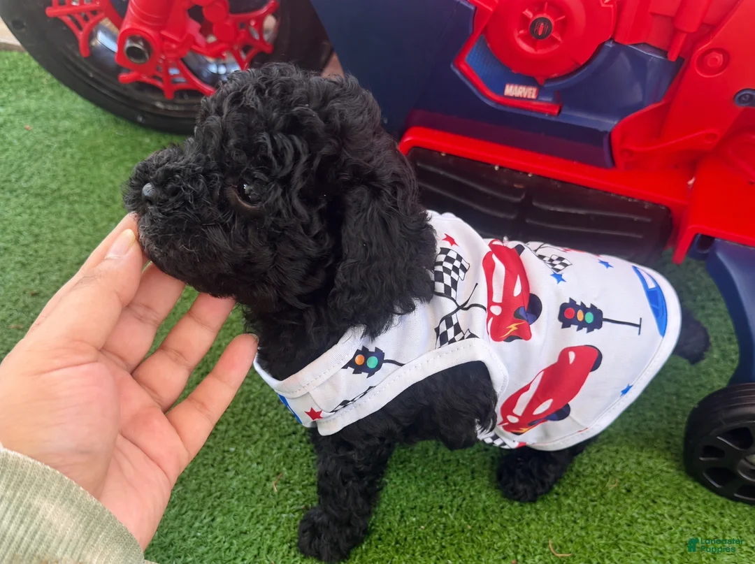 Toy Poodle dogs for sale: Toy Poodle 3 - Ad 2