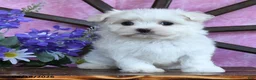 Maltese dogs for sale: Odette - Ad 4
