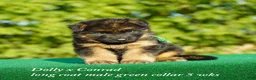 German Shepherd dogs for sale: German Shepherd purple collar - Ad 5