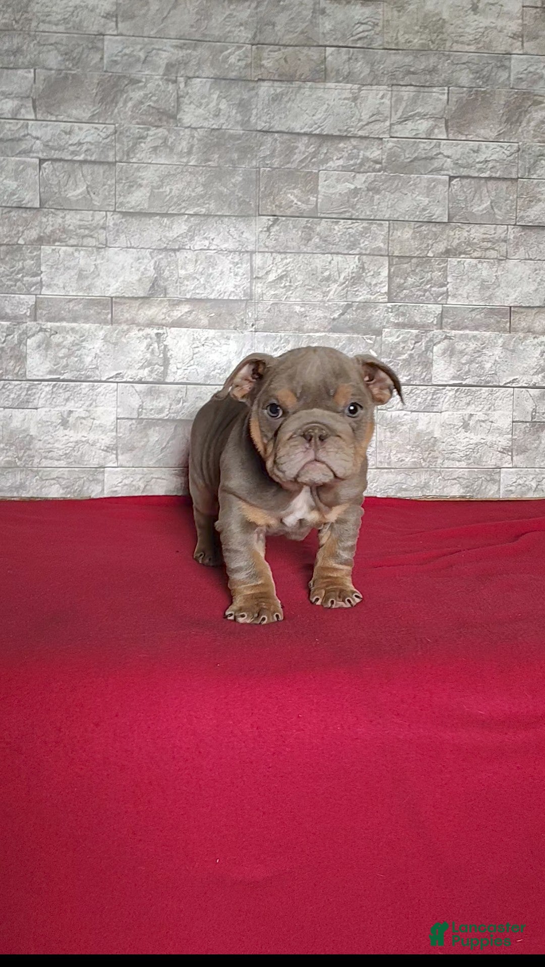 English Bulldog dogs Rose - Ad 2