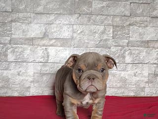 English Bulldog dogs Rose - Ad 37