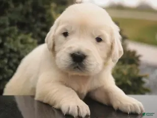 Golden Retriever dogs Pearl - Ad 40