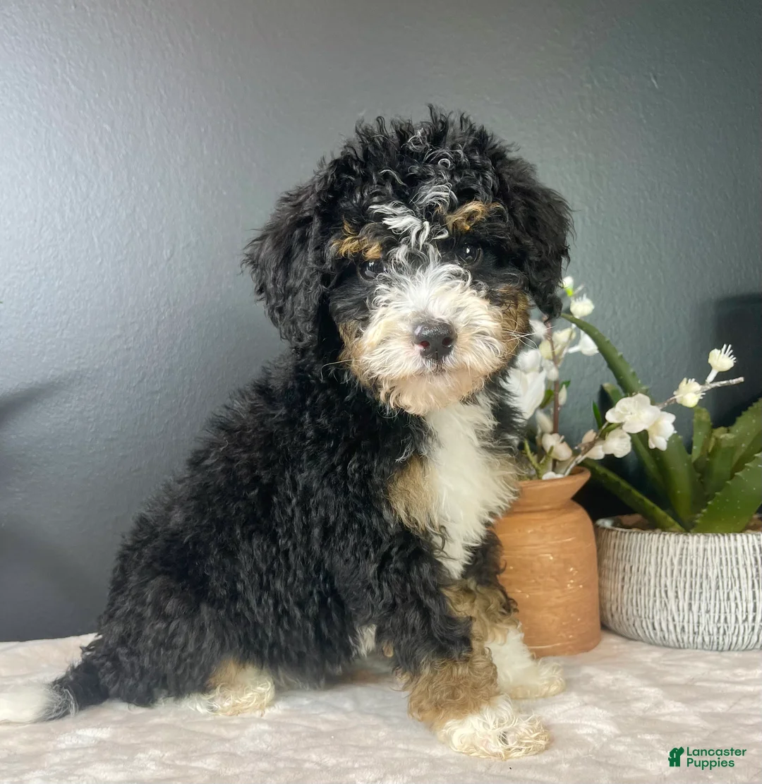 Mini Bernedoodle dogs for sale: Birdie - Ad 5