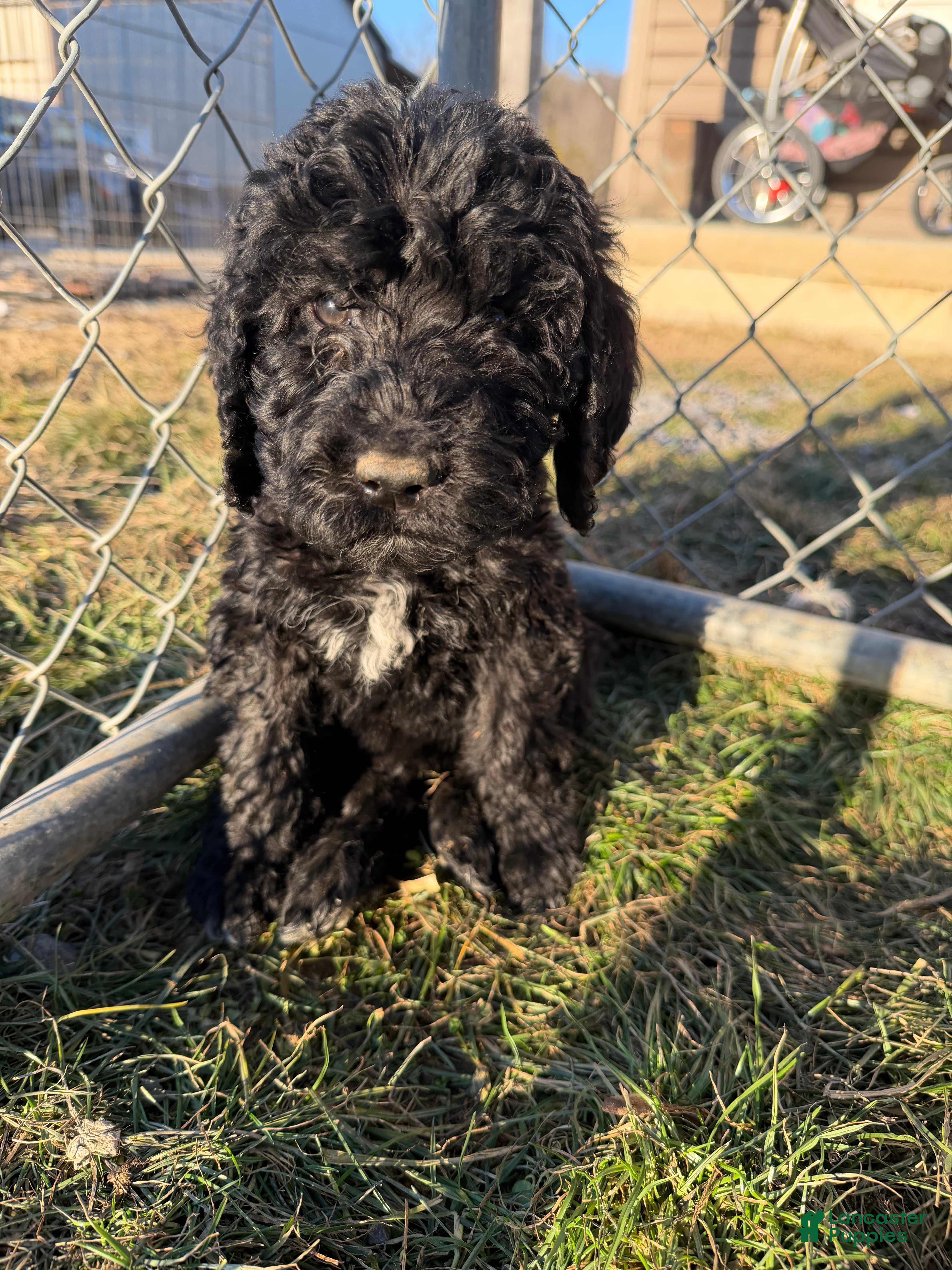 Labradoodle dogs Labradoodle White - Ad 27