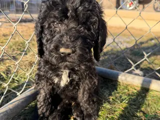 Labradoodle dogs Labradoodle White - Ad 27
