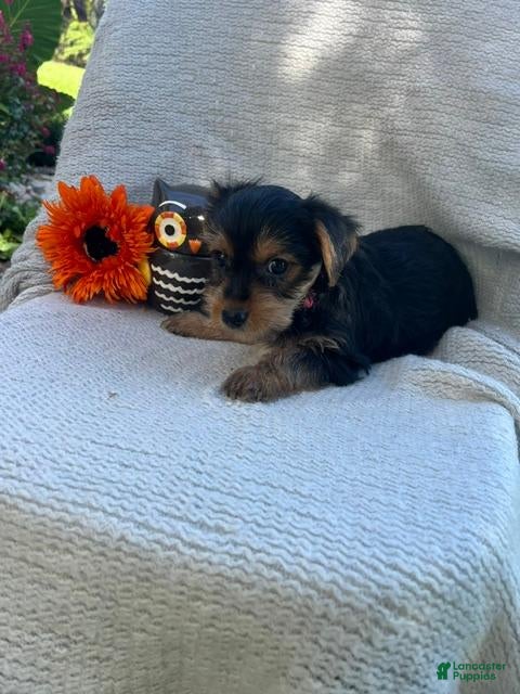 Yorkshire Terrier dogs Windy - Ad 2