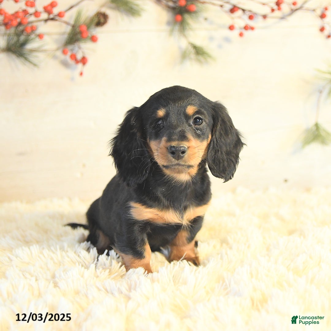 Miniature Dachshund dogs for sale: Bella   - Ad 3