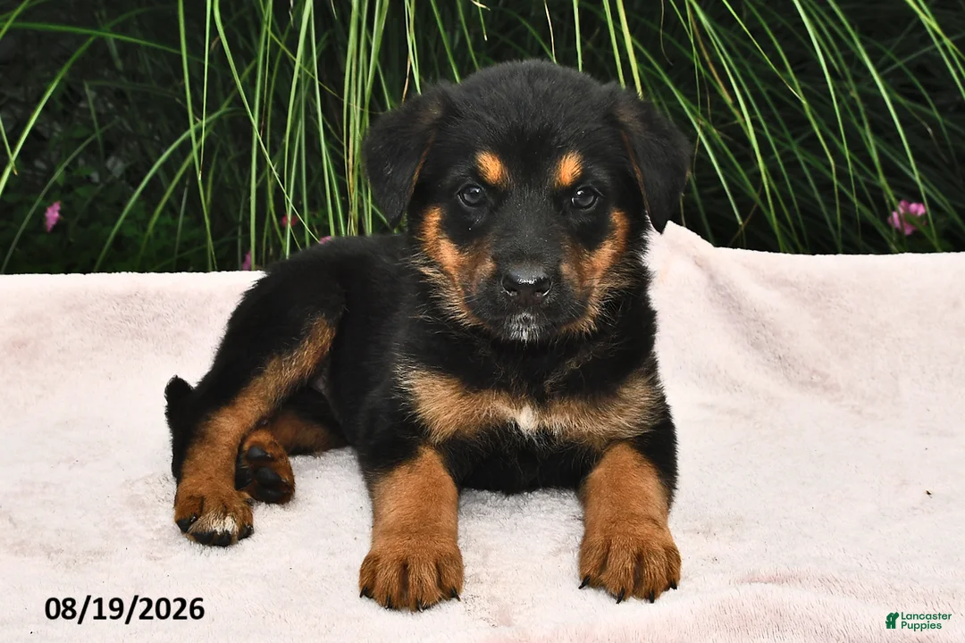 Mixed Breed dogs for sale: Runner - Ad 1