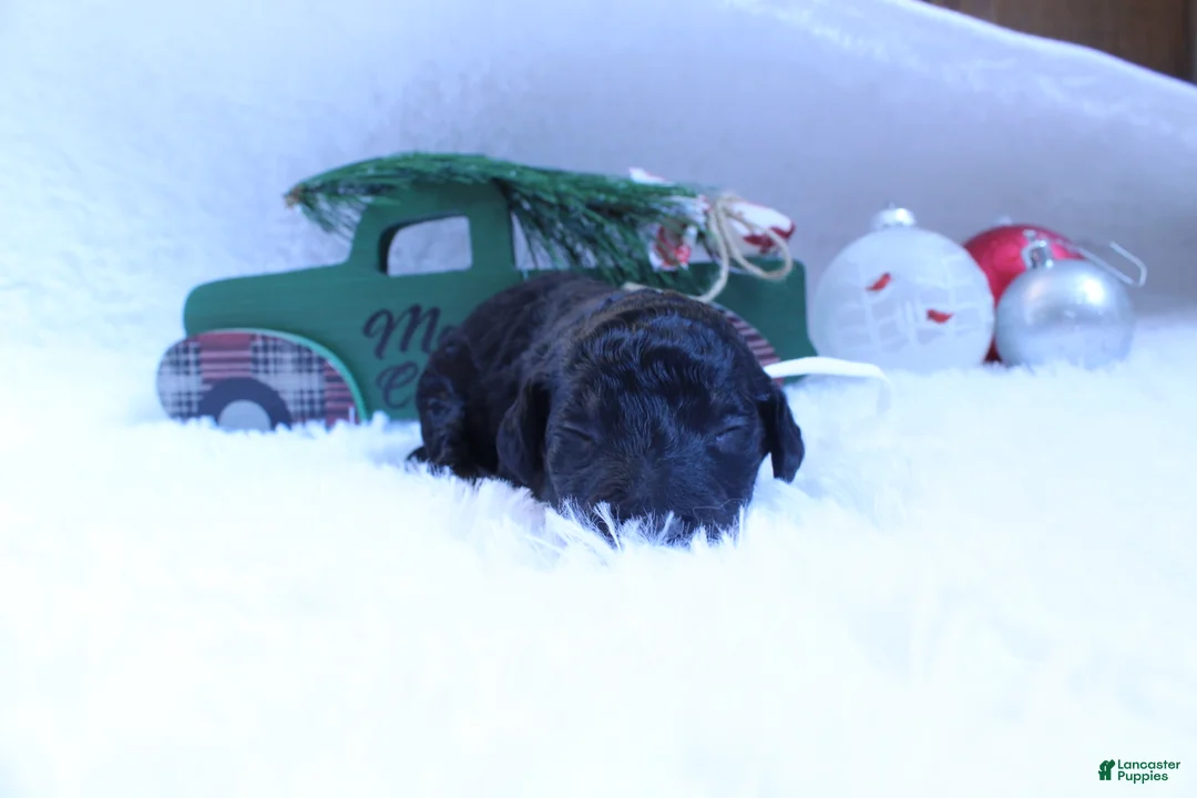 Goldendoodle dogs for sale: Dunkin - Ad 4