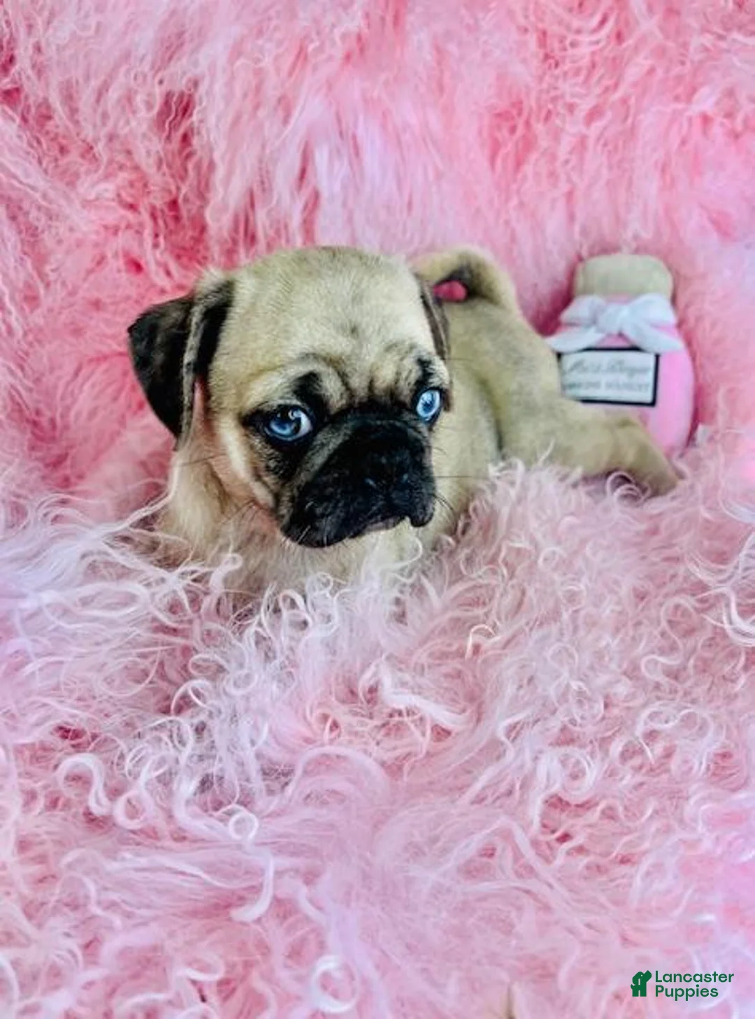 Pug dogs for sale: Pug Puppy 1 - Ad 2