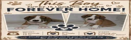 Great Dane dogs for sale: Great Dane 1 - Ad 1