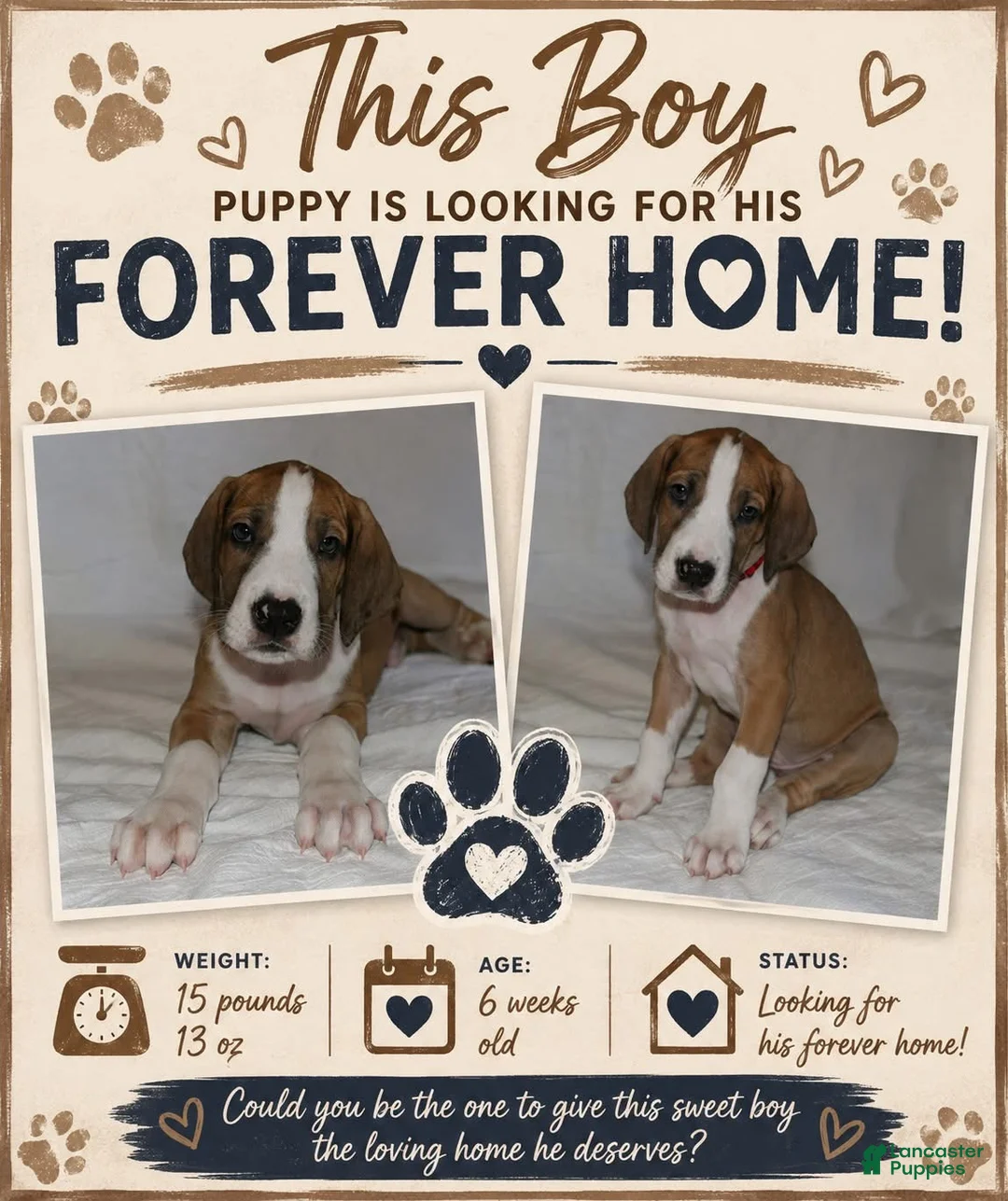 Great Dane dogs for sale: Great Dane 1 - Ad 1