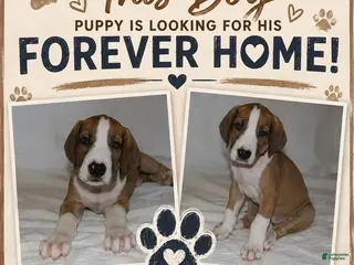 Great Dane dogs Great Dane 1 - Ad 4