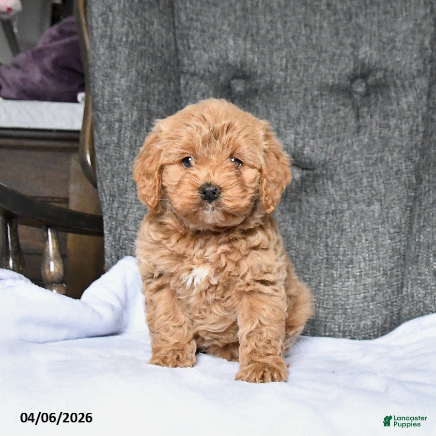 Cockapoo dogs Rosie - Ad 2